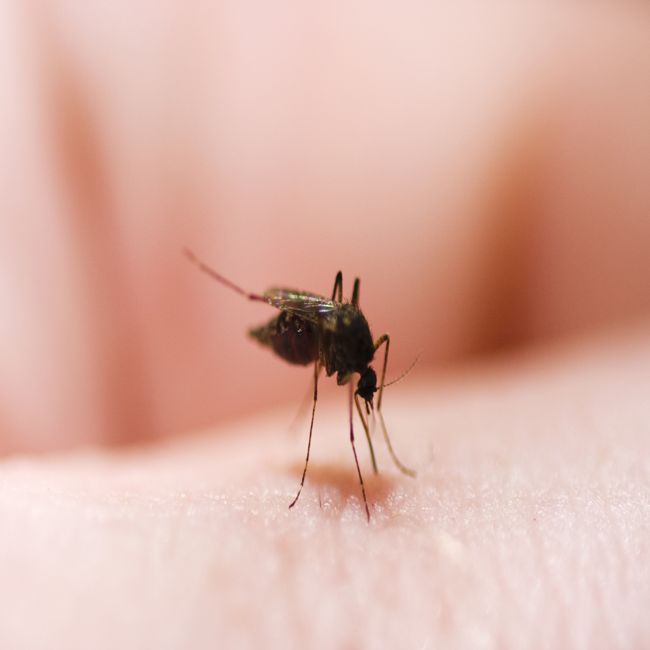 Onderzoek naar wat mensen aantrekkelijk maakt voor muggen